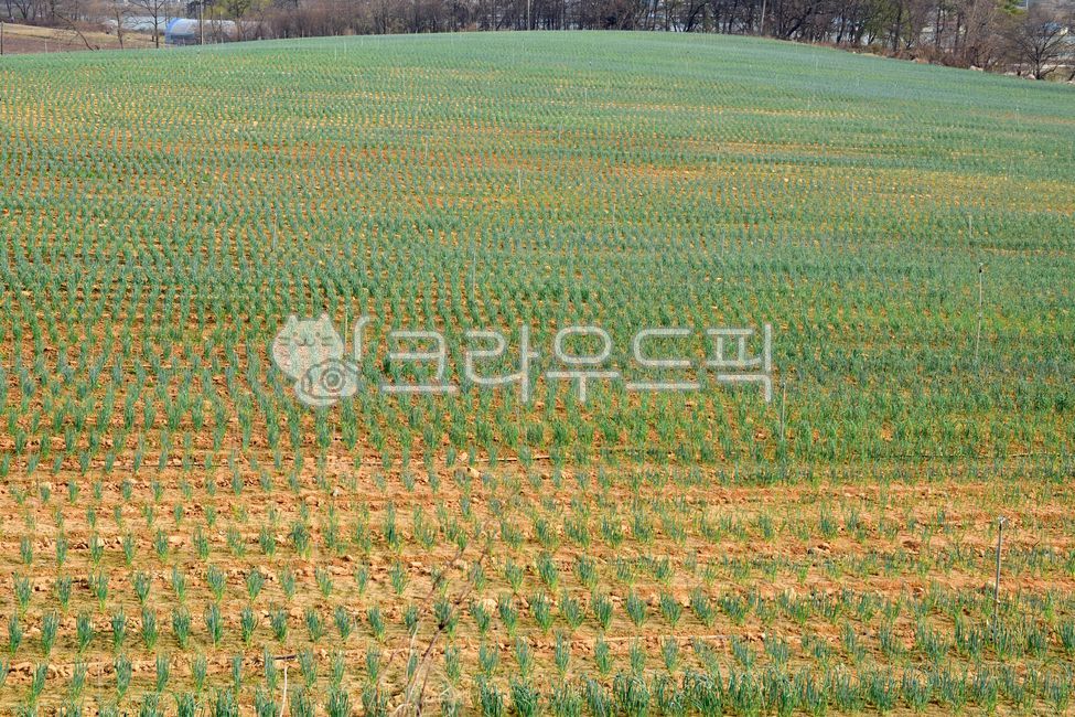 밭, 밭농사, 파, 파농사, 파밭, 사진,이미지,일러스트,캘리그라피 - 해피스챤작가