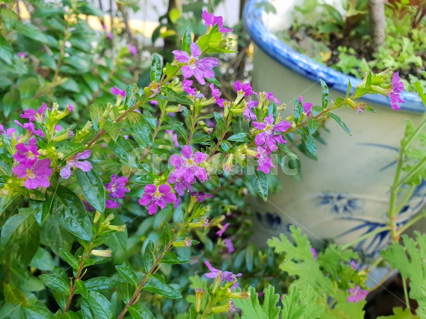 꽃,보라,초록,식물,자연,힐링,화분,식물,자연,plants,nature,꽃,flower