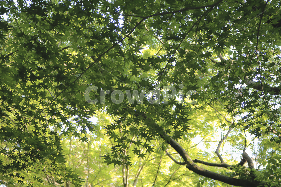 단풍,단풍나무,단풍잎,초록,green,나무,자연,식물,tree,plant,nature,maple,식물,자연,plants,nature,나무,trees,wood