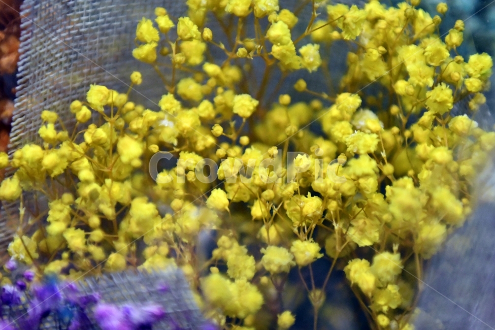 안개꽃,꽃,감성사진,감성,식물,자연,플라워,감정,색깔,색채,색감,칼라,flower,꽃다발,인테리어,소품,사물,기념일,축사,plants,배경화면,안개,nature,노랑,엘로우,꽃,flower,기념일,축하,anniversary,congratulation,celebrate,celebration
