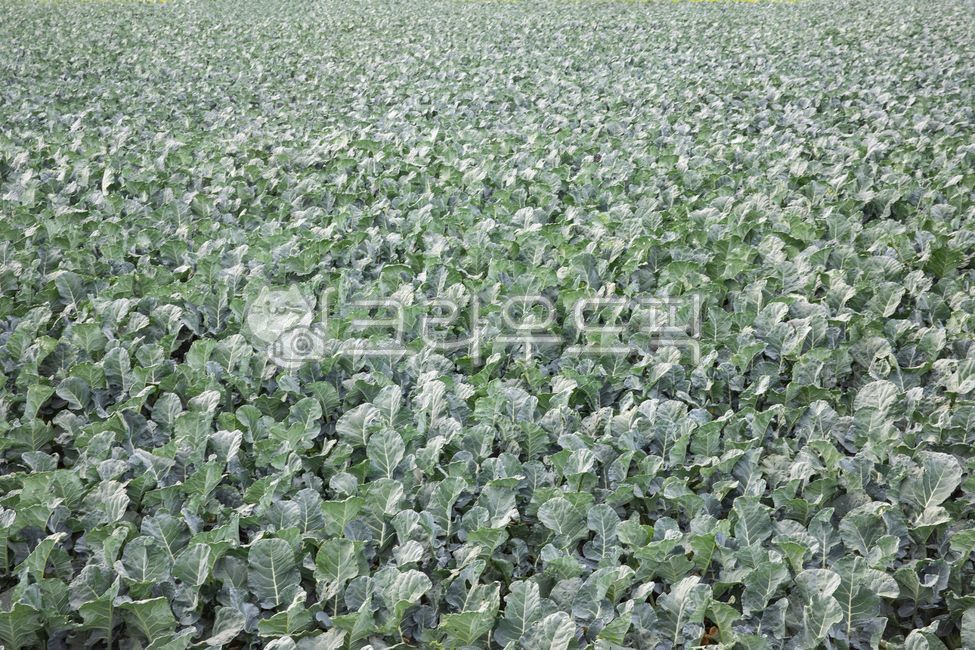 케일,케일밭,케일농장,농장,시골풍경,농촌풍경,밭,들,반찬,자연,풍경,식물,가을,풍년,쌈채소,제주도,제주도풍경,야채,채소,식품,음식,farm,countryside,rurallandscape,field,sidedish,scenery,plant,autumn,bountifulharvest,jejulsland,jejulslandscenery,nature,kale,kalefield,kalefarm,greenvegetables