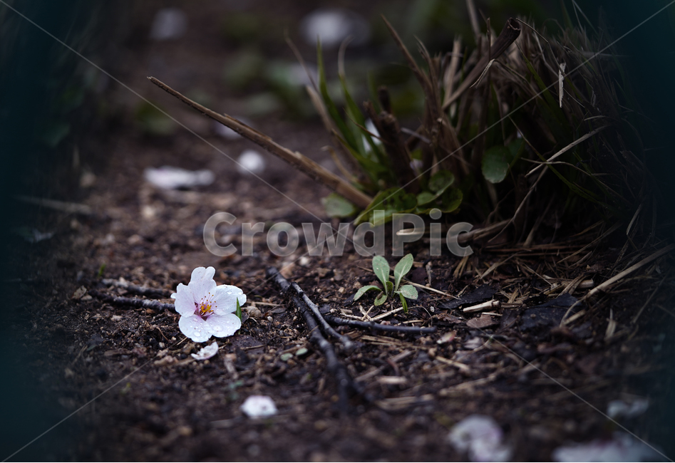 벚꽃,꽃,계절,봄,봄꽃,플라워,flower,날씨,화이트,흰색,하얀색,생명,생물