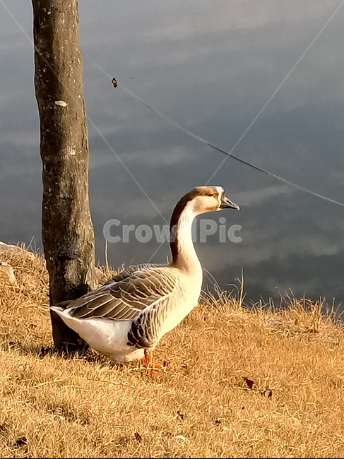 거위,호수,자연,오리과,가금,동물,goose,동물,animal,조류,새,birds
