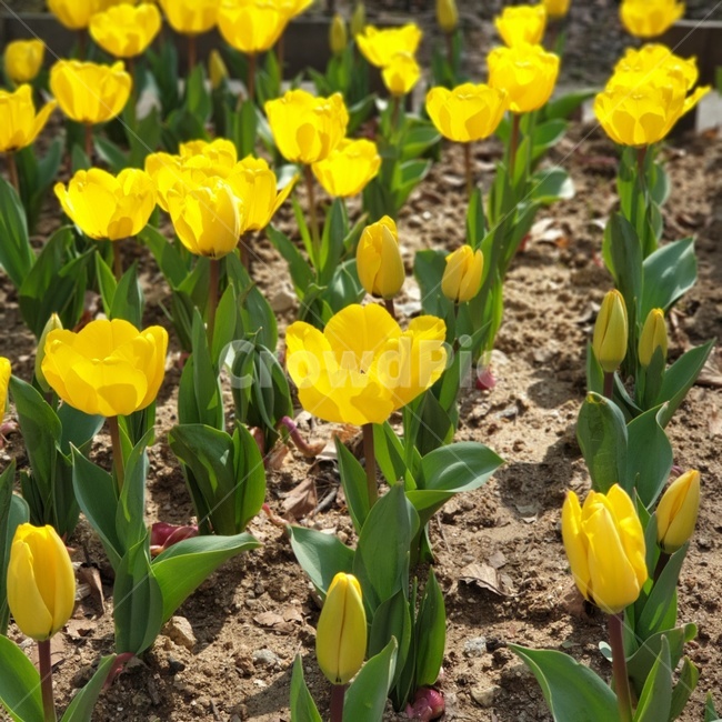 튤립,노란튤립,꽃,공원,여유,자연,nature,flower,plant,식물,blossom