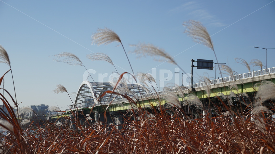 다리,억새,하늘,한강,강변,망원,자연,풍경,nature,landscape,grass,잔디,plant,식물,lawn