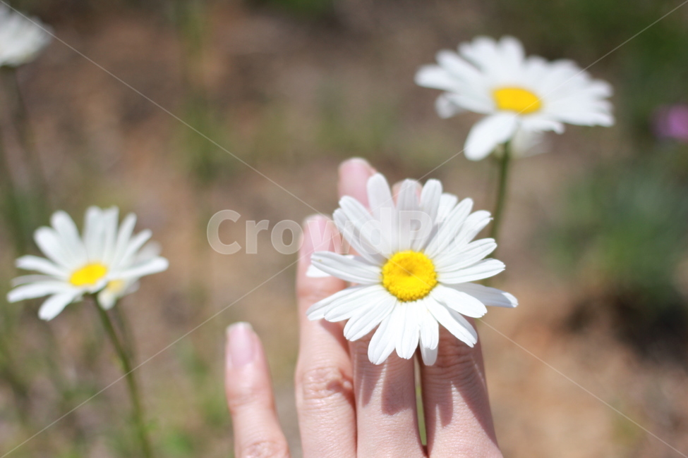 꽃,들꽃,자연,손,하얀꽃,식물,자연,plants,nature,꽃,flower,사람,인물,인간,human,person,신체일부,몸,body