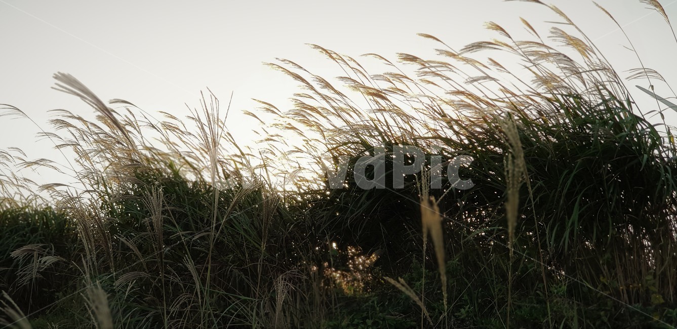 가을,억새,자연,식물,하늘,풍경,감성,서정,nature,season,autumn,fall,바람,가을,계절,fall,autumn,season,자연,풍경,nature,landscape,식물,plants,plant,grass,잔디,lawn