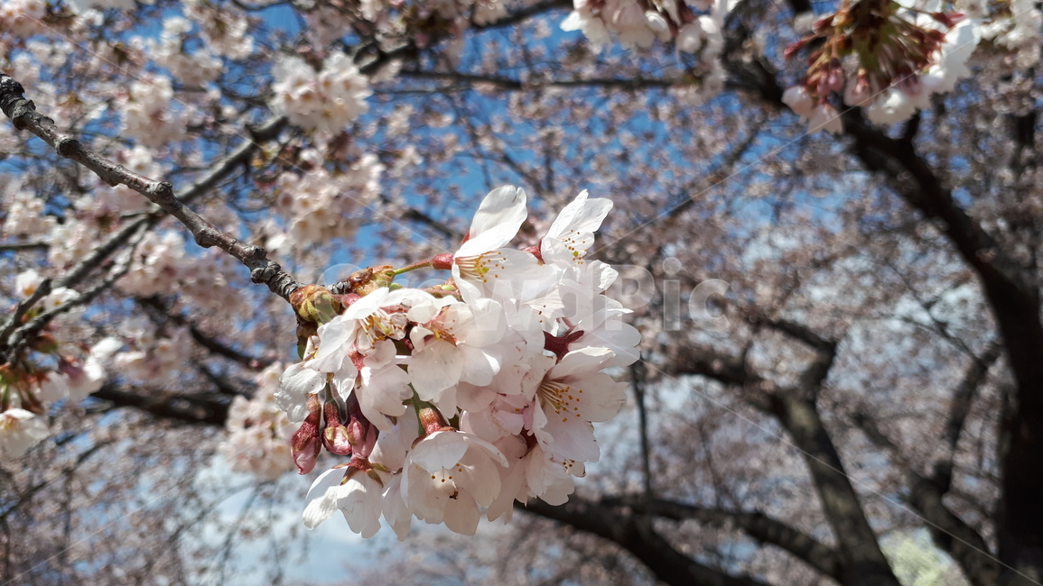 벚꽃,꽃송이,봄,아름다운,감성,식물,자연,plants,nature,꽃,flower