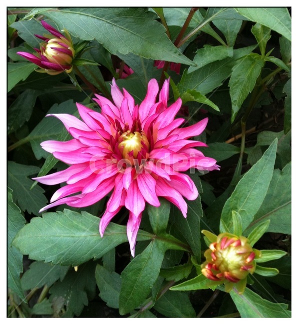 식물,꽃,다알리아,자연,flower,식물,자연,plants,nature,꽃,flower