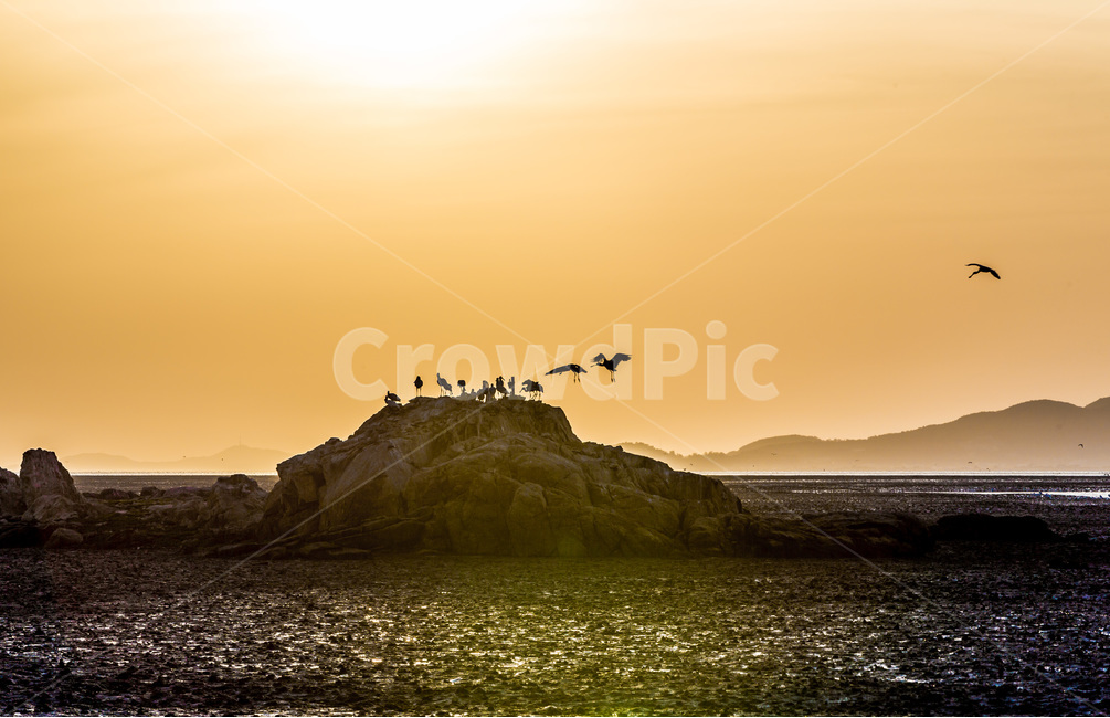 영종도,철새,석양,낙조,갯벌,풍경,감성,환경,바닷가,자연,풍경,nature,landscape,한국자연풍경,한국자연경관,korea nature landscape,동물,animal,조류,새,birds,outdoors,옥외,bird,water,물,sea,바다,ocean,대양