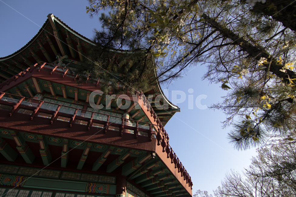 어린이대공원,childrensgrandpark,팔각정,봄,소나무,palgakjung,spring,pinetree,traditional,seoul,팔각당,한국전통,한국문화,korean traditional,korean culture,건축물,건물외관,exterior,building,structure,architecture,construction