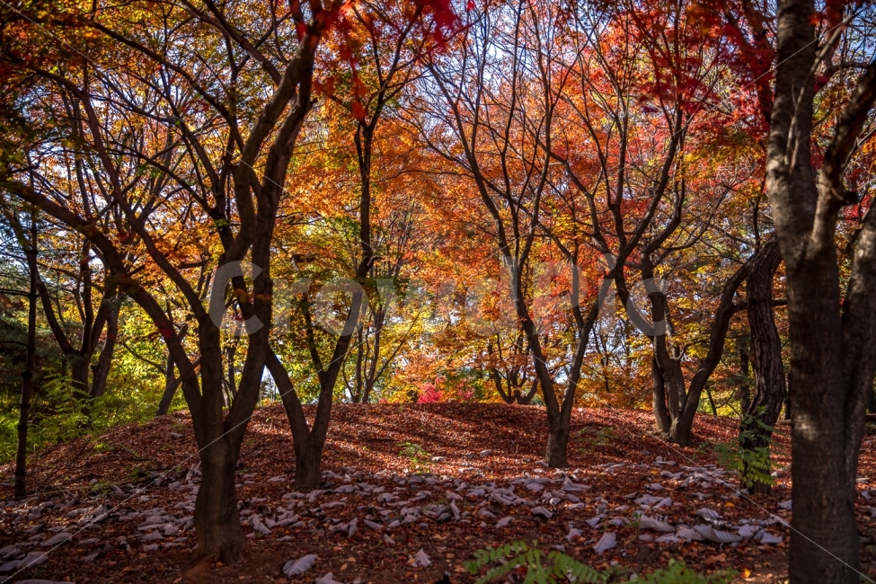 자연,풍경,가을,단풍,낙엽,단풍잎,나무,가을,계절,fall,autumn,season,자연,풍경,nature,landscape,식물,plants,나무,trees,wood,tree,plant,tree trunk,나무 줄기,ground,바닥