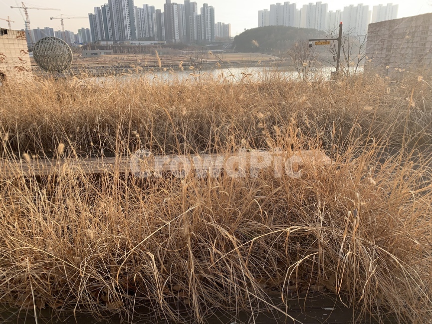 동탄호수공원,자연,동탄공원,갈대,공원,동탄호수공원갈대,동탄아파트,동탄,2동탄