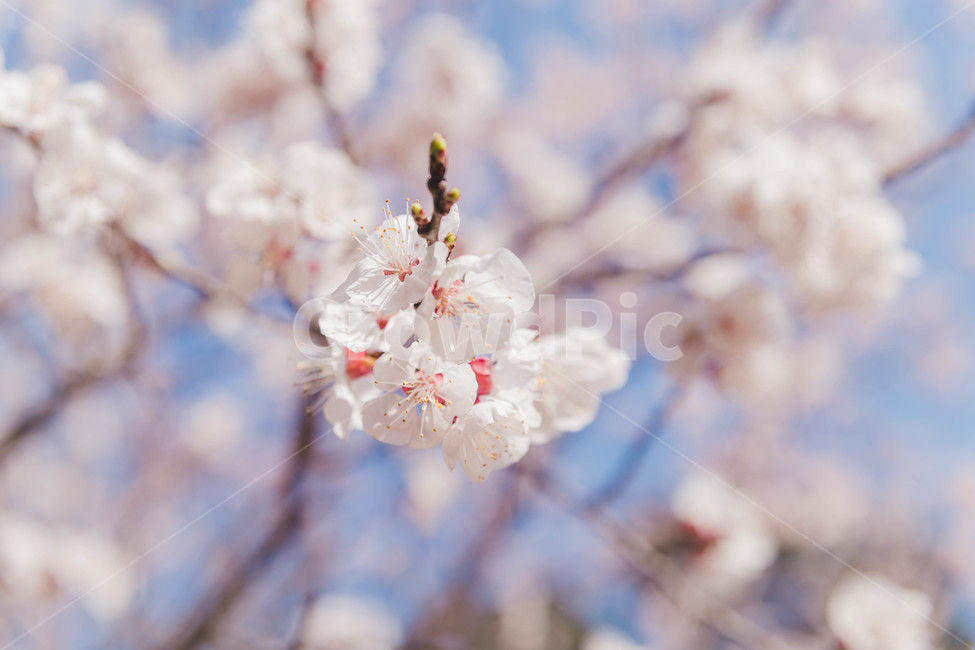 cherryblossoms,벚꽃,봄꽃,plant,식물,flower,봄,계절,spring,season,식물,자연,plants,nature,꽃,flower