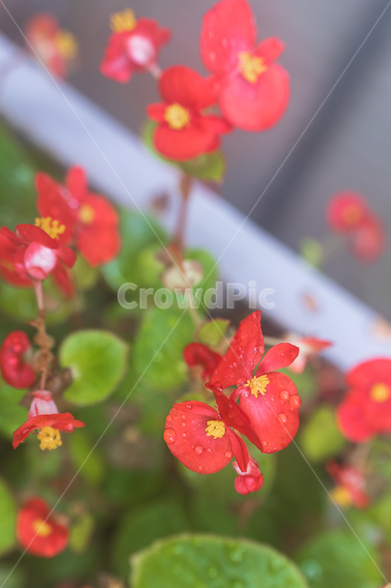 꽃,봄,flower,식물,자연,nature,plants,계절,식물,자연,plants,nature,꽃,flower