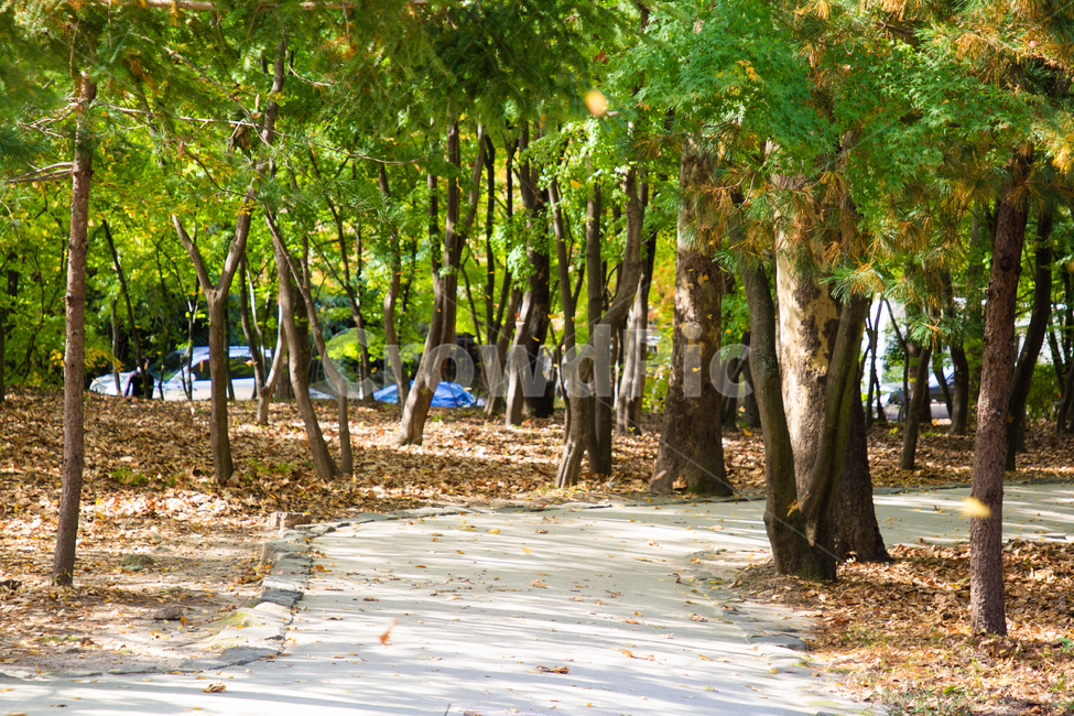 가을,산책로,나무,낙엽,배경,background,leaf,fallenleaves,autumn,fall,path,break,휴식,식물,자연,plants,nature,나무,trees,wood