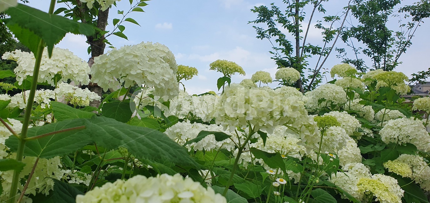 수국,꽃,식물,나무,에쁜꽃,수국축제,꽃축제,김해수안마을