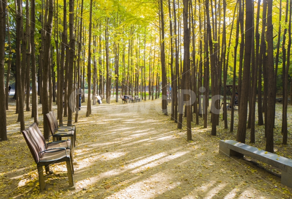 은행나무,가을,단풍,샌책의자,의자,힐링,가을,계절,fall,autumn,season,자연,풍경,nature,landscape,한국자연풍경,한국자연경관,korea nature landscape,식물,plants,나무,trees,wood,plant,furniture,가구