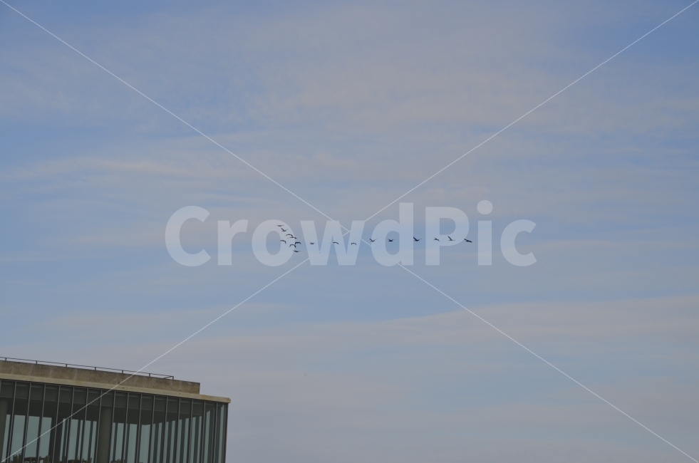 갈매기,파란,구름,군무,화합,자연,풍경,nature,landscape,bird,새,animal,동물,flying,나는