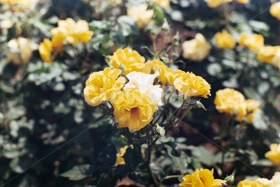 장미,여름,꽃,필름,노란색,식물,감성,rose,summer,flower,blossom,film,yellow,plant,식물,자연,plants,nature,꽃,flower