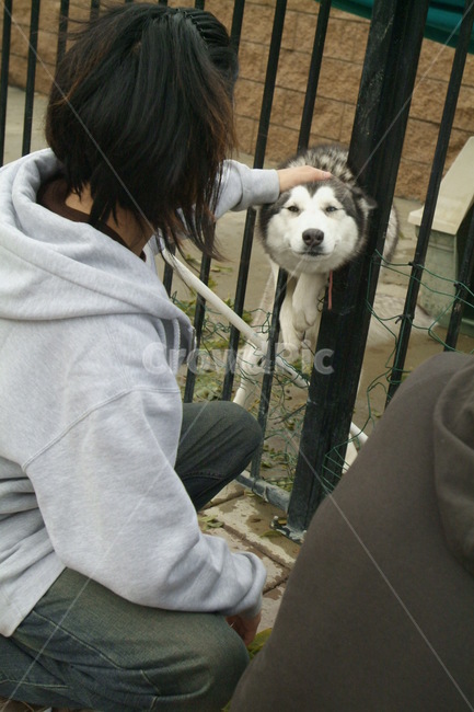 shepherd,goodlooking,puppy,fun,puppies,cute,handsome,재미,신기,신남,셰퍼드,잘생김,귀여움,human,인간,person,사람,dog,개,pet,동물,animal,동물,animal,포유류,mammal,개,강아지,dog,doggy,사람,인물,인간,human,person,남성,남자,man,male