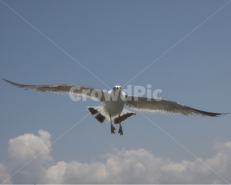 갈매기,새,바다,하늘,푸른하늘,비상,구름,동물,animal,조류,새,birds