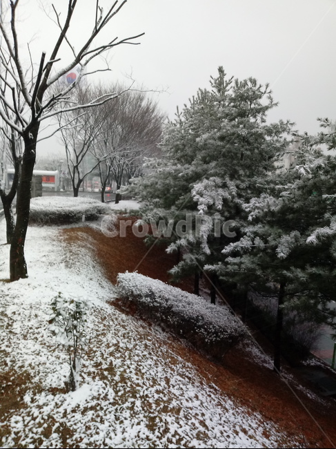 눈,설경,나무,나무가지,snow,하얀눈,자연,옥외,nature,winter,겨울,겨울,계절,winter,season