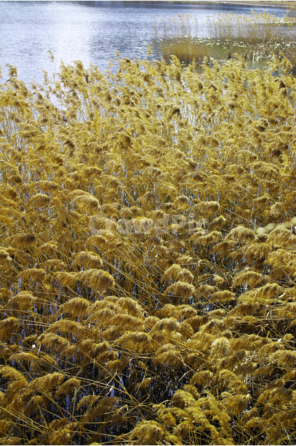 호수,겨울,갈대,물결,호수공원,빛,감성,자연,풍경,nature,landscape,식물,plants,plant,grass,잔디