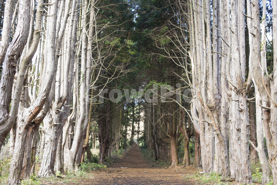 편백나무,편백,나무,피톤치트,자연,숲,숲길,오름,제주도,자연,풍경,nature,landscape,나무,trees,wood