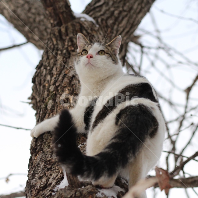동물,고양이,야옹이,시골냥,cat,동물,animal,포유류,mammal,고양이,cat,kitten,kitty
