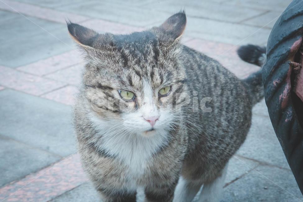 고양이,길고양이,동물,길거리,새벽,동물,animal,포유류,mammal,고양이,cat,kitten,kitty