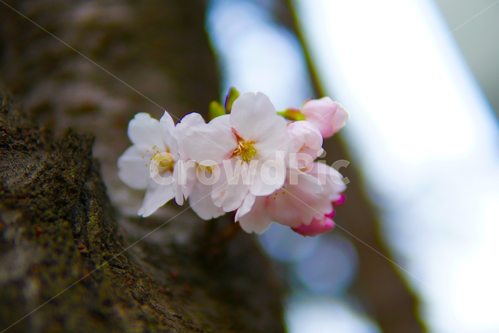 벚꽃,꽃,분홍,색감,감성,축제,벚꽃축제,식물,자연,plants,nature,꽃,flower