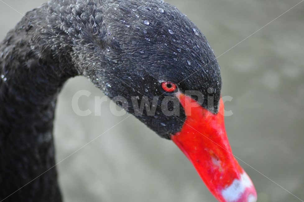 호주,호수,동물,블랙스완,흑고니,붉은부리,빨간색,검정색,australia,lake,animal,blackswan,black,swan,red,beak,동물,animal,조류,새,birds