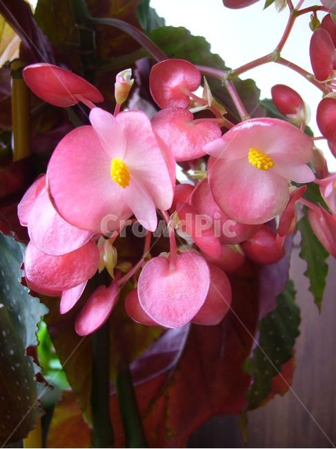 꽃,식물,노랑,분홍,flower,yellow,green,pink,꽃,flower