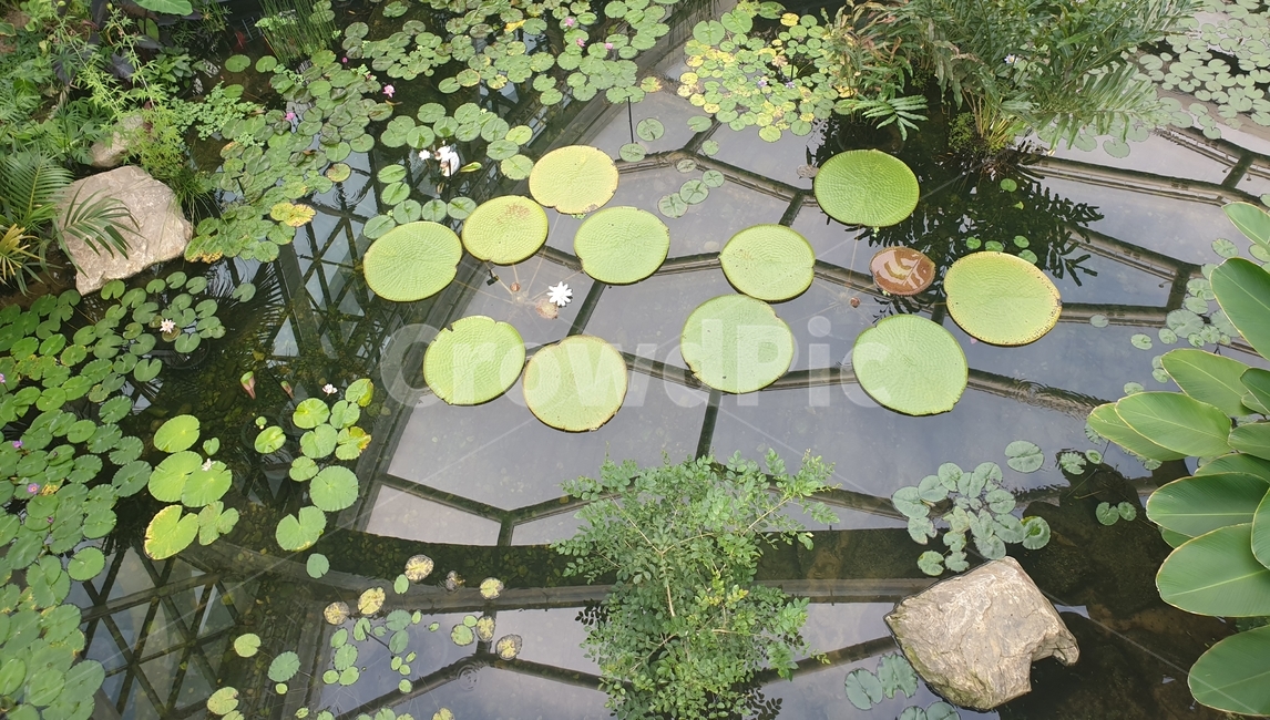 nature,자연,outdoors,옥외,water,물,식물,식물원,연꽃,잎,야외