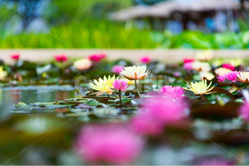 꽃,연꽃,연잎,수련,자연,힐링,식물,자연,plants,nature,꽃,flower