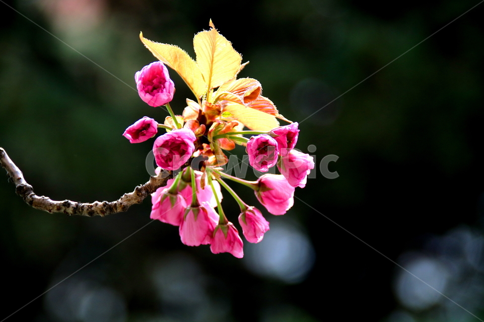 꽃,봄,식물,계절,자연,식물,자연,plants,nature,꽃,flower