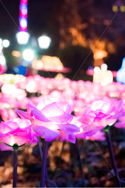 장미꽃,불빛,빛축제,야경,밤,야경,밤,풍경,nightscape,night,landscape