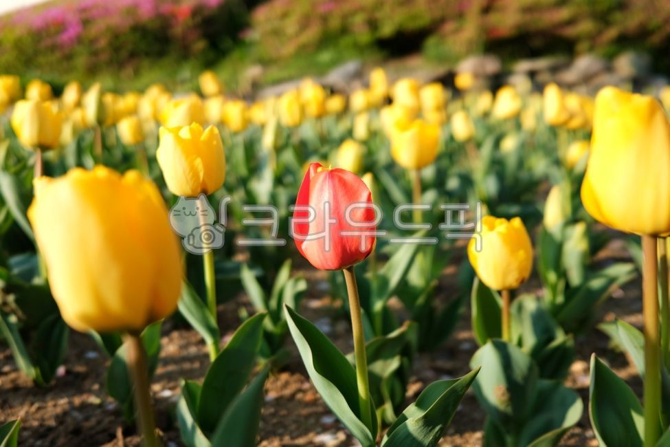 flower,꽃,tulip,튤립,노란꽃,노란튤립