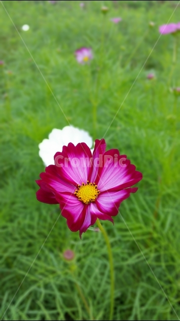 코스모스,꽃,야생화,자연,식물,식물,자연,plants,nature,꽃,flower