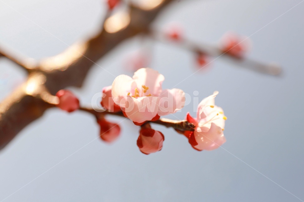 매화,꽃,식물,plant,봄,꽃봉우리,spring,flower,따뜻함,nature,자연,식물,자연,plants,nature,꽃,flower