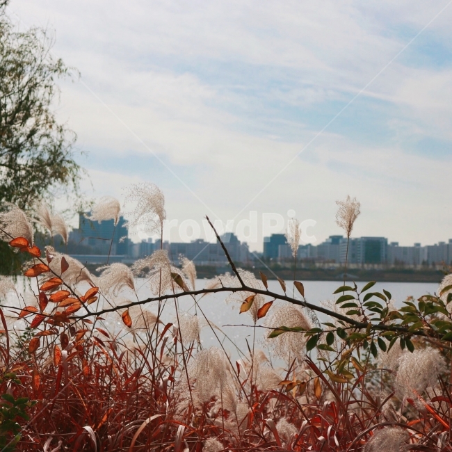 억세,한강,가을,서울,낙엽,강,출사,가을,계절,fall,autumn,season,식물,자연,plants,nature,grass,잔디,plant