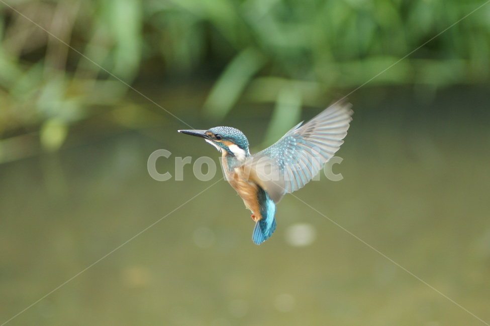 물총새,호버링,비행,조류,작은새,동물,animal,조류,새,birds