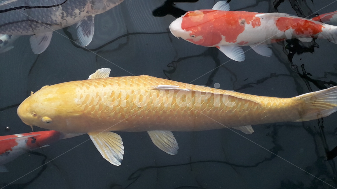 잉어,물고기,koi,fish,animal,동물,황금색,노랑색,장수,동물,animal,어류,물고기,fish
