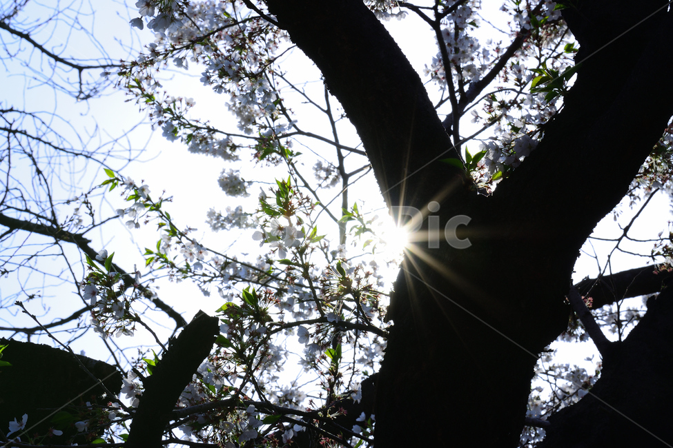 봄,꽃,벚꽃,태양,빛,햇빛,나무,식물,음영,밝음,식물,자연,plants,nature,꽃,flower,휴식,힐링,rest,relaxation,healing