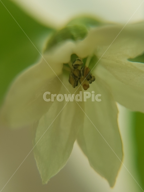 파프리카,파프리카꽃,paprika,paprikaflower,쌍떡잎식물,한해살이,접사,순수,흰색,초록색,감성,광고디자인,디자인,홍보,카달로그,명함,영상디자인,북디자인,식물도감,인쇄,출판물,심플,깔끔,예쁜,귀여운,꽃,식물,flower,plant,green,white,속씨식물,통화식물목,피망,식물,자연,plants,nature,꽃,flower