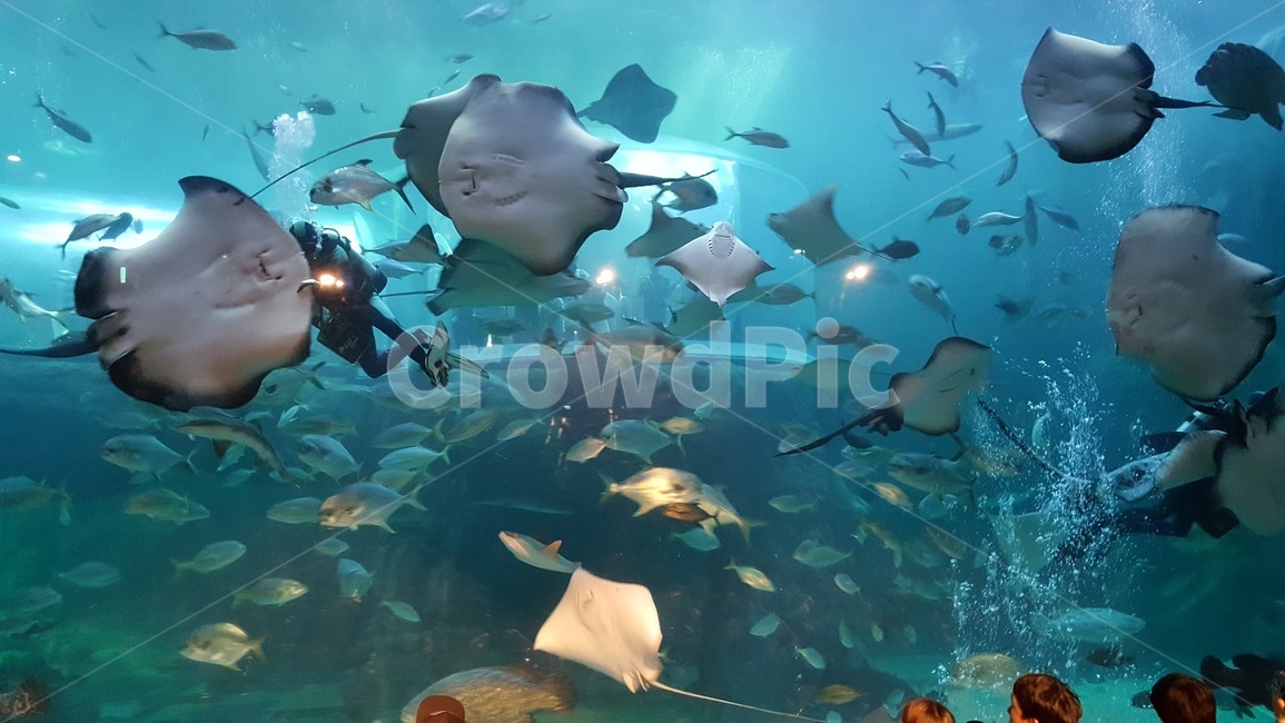 여수,아쿠아리움,물고기,수족관,가오리,동물,animal,어류,물고기,fish