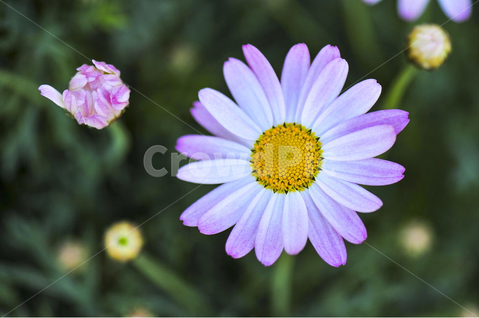 구철초,봄꽃,하얀꽃,들꽃,분홍,접사촬영,식물,자연,plants,nature,꽃,flower