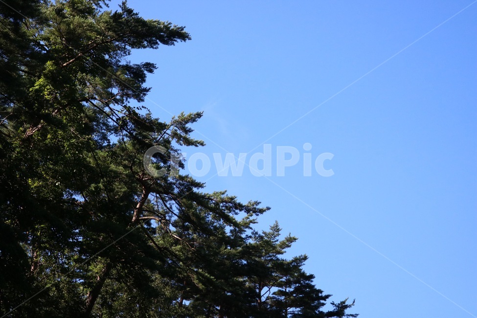 여름,하늘,자연,나무,식물,파랑,초록,summer,natsu,sky,sora,nature,tree,ki,plants,shokubutsu,blue,ao,green,midori,햇빛,sunlight,hizashi,자연,풍경,nature,landscape,plant,fir,전나무
