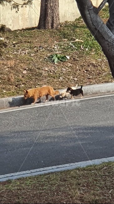 강아지,가족,dog,자연,이동